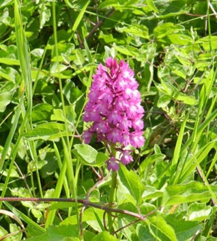 SJ08.jpg